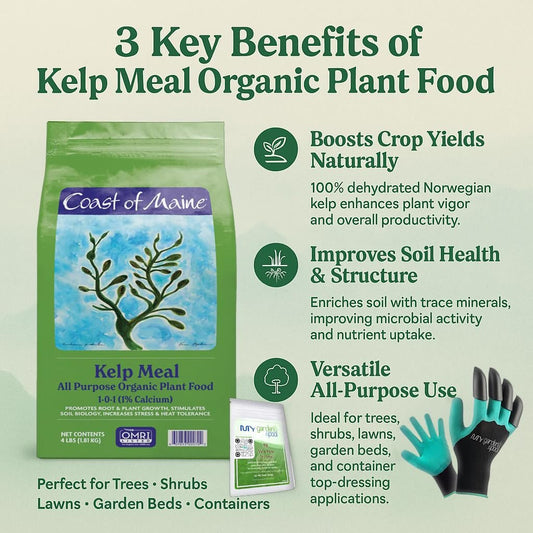 Coast of Maine KM6000 Kelp Meal Plant Food 4 LB – Organic Seaweed Fertilizer for Vibrant Growth with My Garden Pool Soil Test Strips & Claw Gardening Gloves