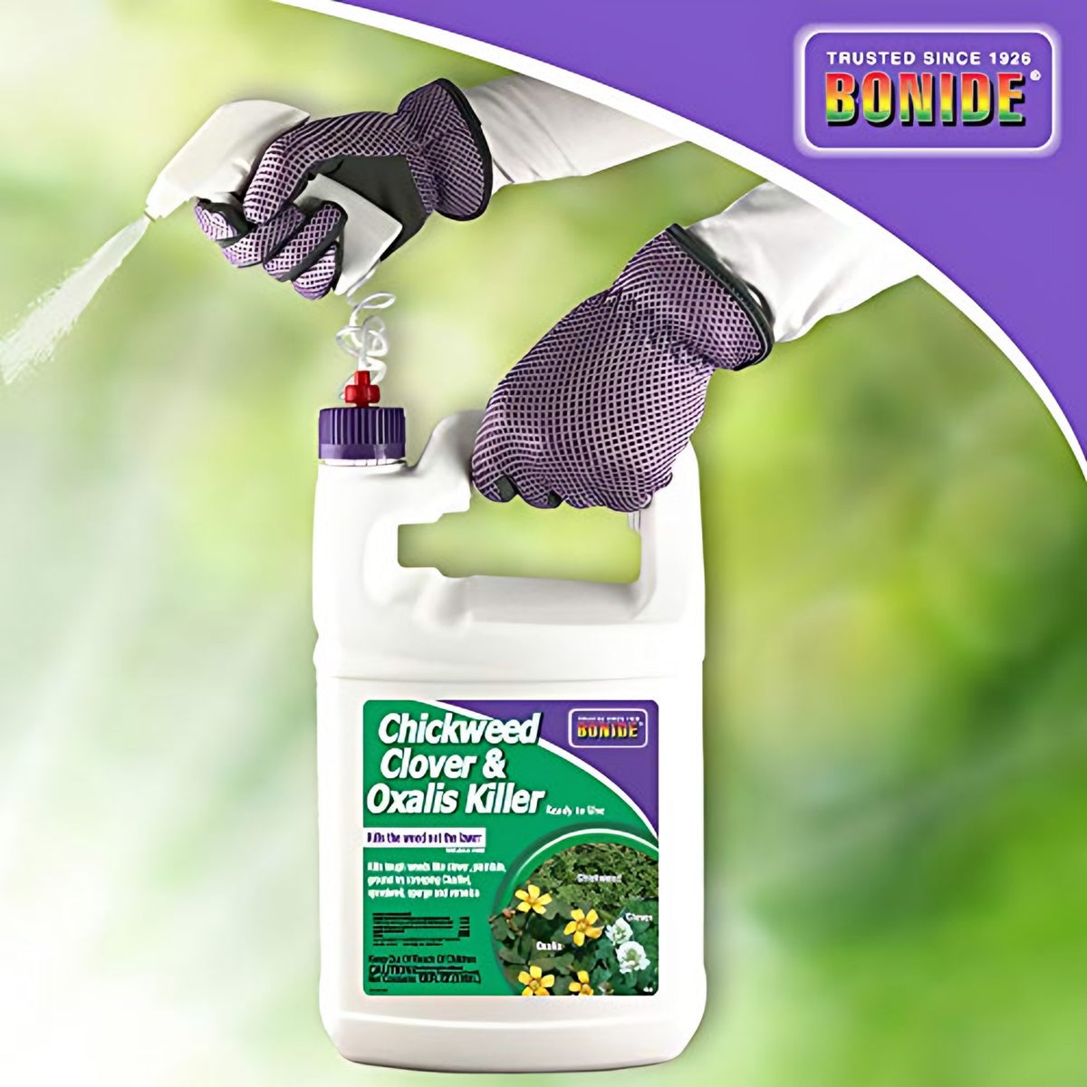 Bonide Chickweed Clover Oxalis Killer in use
