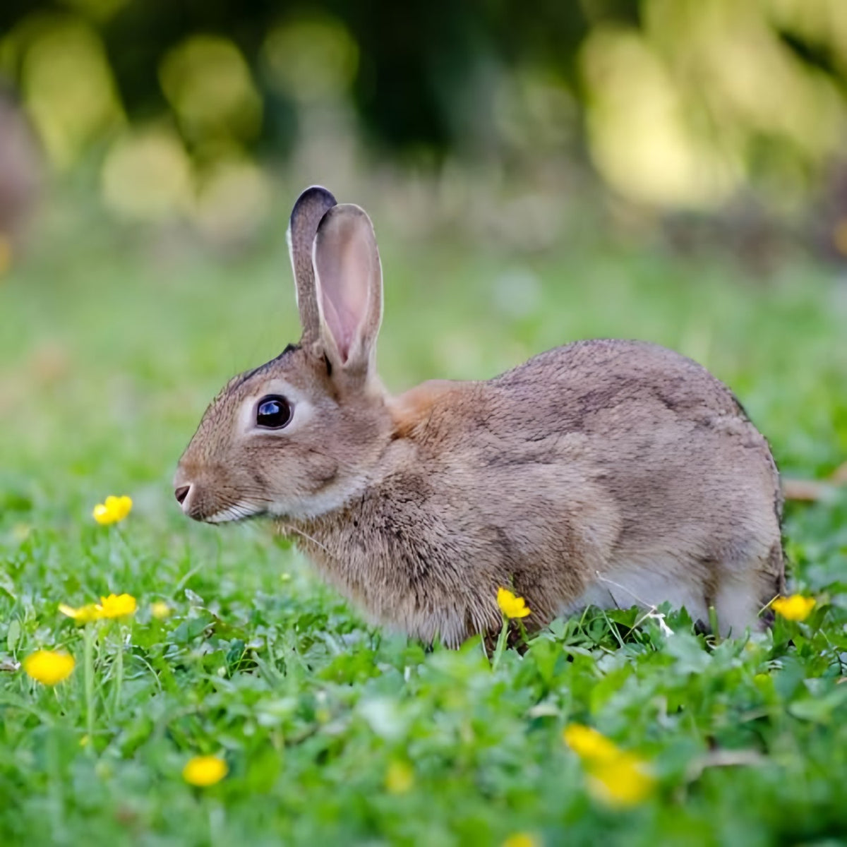 Epic Repellents Rabbit Repellent Granules product details